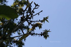 Actinodaphne malabarica